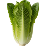 Lettuce – Green