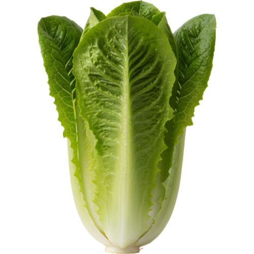 Lettuce - Green Lettuce - Green