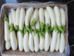 Eggplant (White Long)