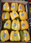 Bell Peppers – Yellow