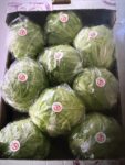 Cabbage – Green